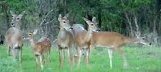 Whitetail deer roam the area